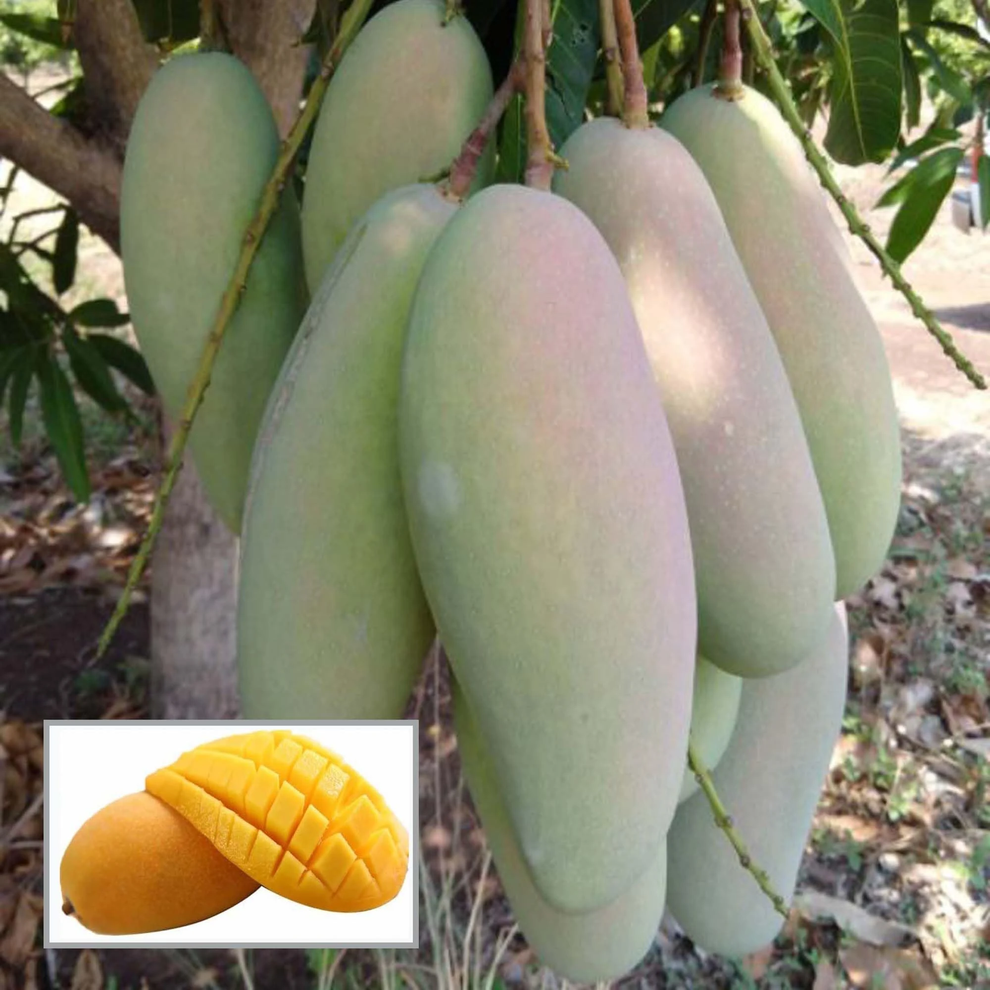 Three Test Mango Tree Plant-থ্রি টেস্ট আম