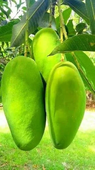 Katchamitha Mango Plant-কাঁচামিঠা আম