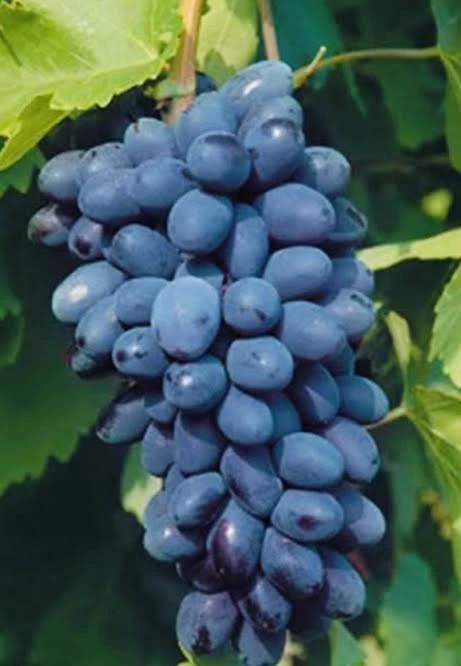 Black Magic Grape Seedlings