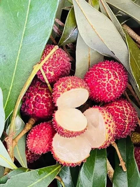 Seedless Lychee (সিডলেস লিচু)