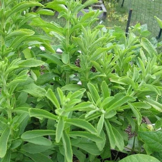 চিনিপাতা গাছ (Stevia)