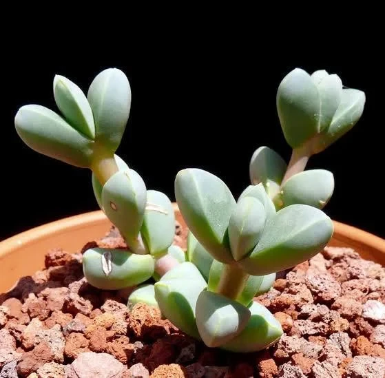 Corpuscularia Lehmannii