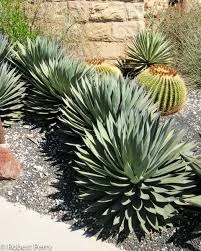Agave Blue Glow