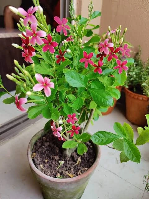 মাধবীলতা