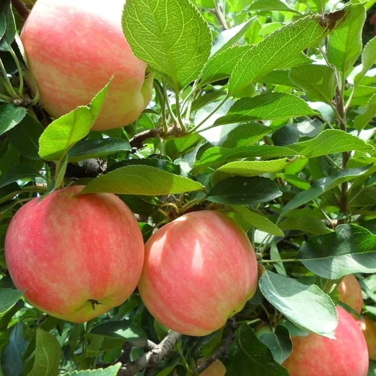 আন্না আপেল গাছ (Anna Apple Plant)
