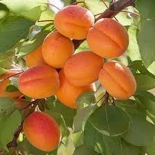 এপ্রিকট চারা গাছ (Apricot Plant)