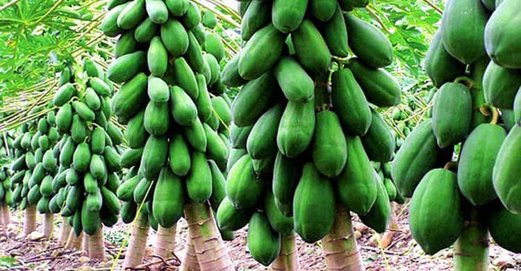 হাইব্রিড রেড লেডি পেঁপে চারা (Red Lady Papaya)
