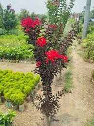 ব্ল্যাক চেরি ফুল (Black Cherry) 