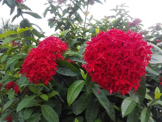 রঙ্গন ফুলের চারা (Ixora Coccinea)