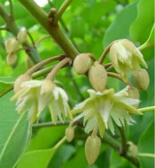 বকুল ফুল কলম চারা গাছ (Spanish Cherry / Mimusops elengi)