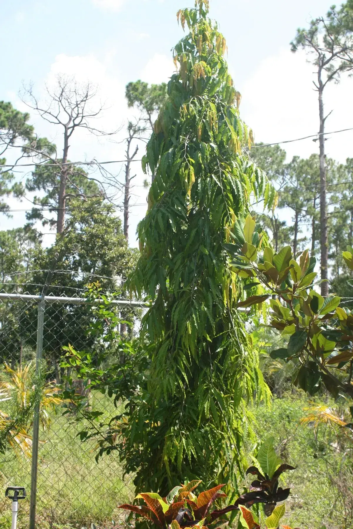 উইপিং দেবদারু (Weeping Cedar) 